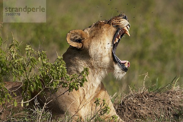 A Lioness yawn  Lake Naivasha