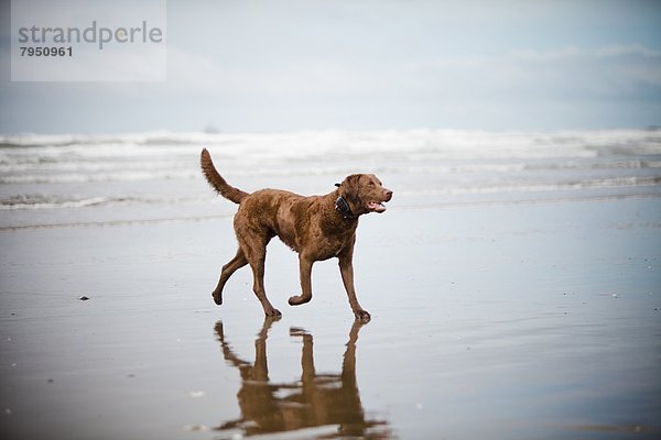 gehen  Strand  Hund  Sand