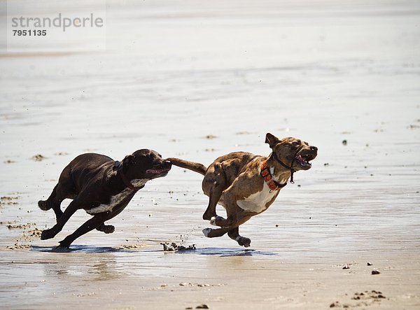 Strand  Hund  nachlaufen  2