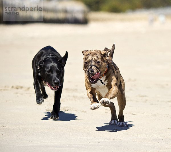 Strand  Hund  Spiel  nachlaufen  2