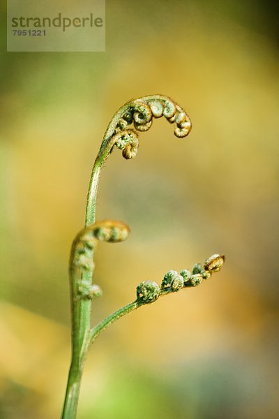 Bracken Fern