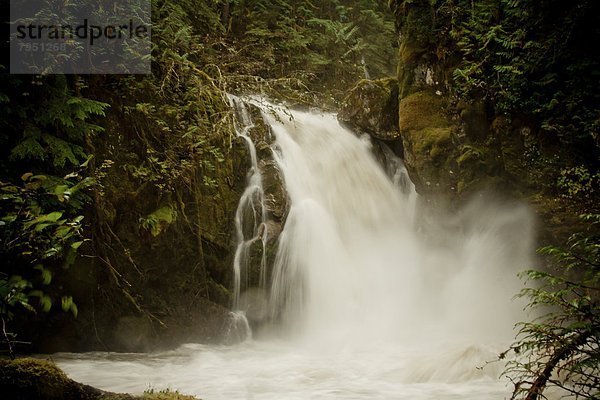 Wasserfall  Regenwald