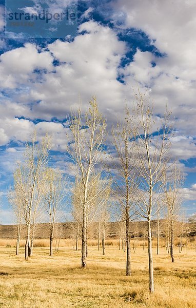 Helligkeit  Wolke  Baum  Himmel  blau  Pappel  Kalifornien