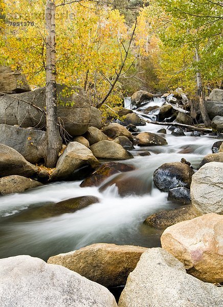 Espe  Populus tremula  Wasser  fließen  Bach  vorwärts  Kalifornien