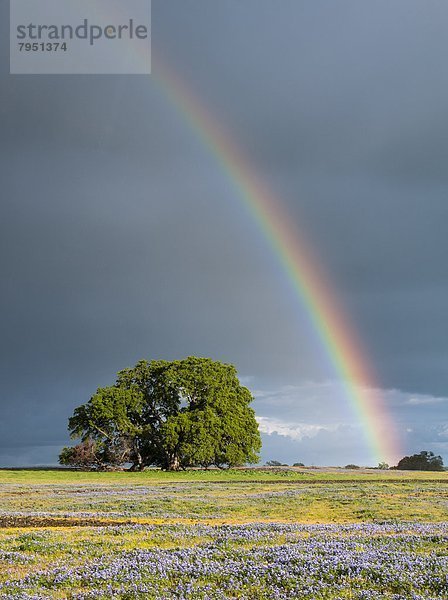 über  spät  Feld  Wildblume  Nachmittag  Tafelberg  Kalifornien  Regenbogen