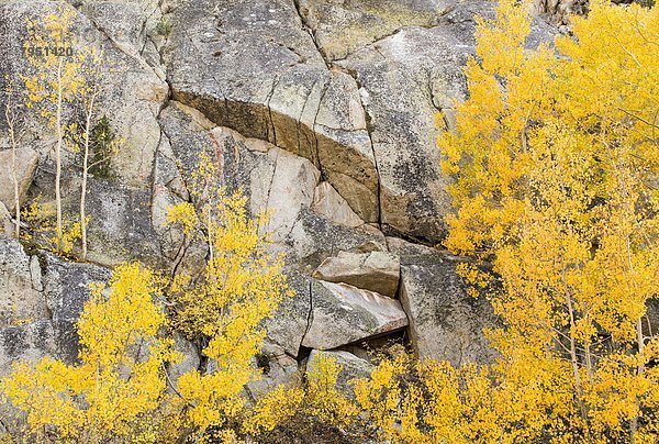 Espe  Populus tremula  Felsbrocken  zerreißen  Kalifornien  Granit