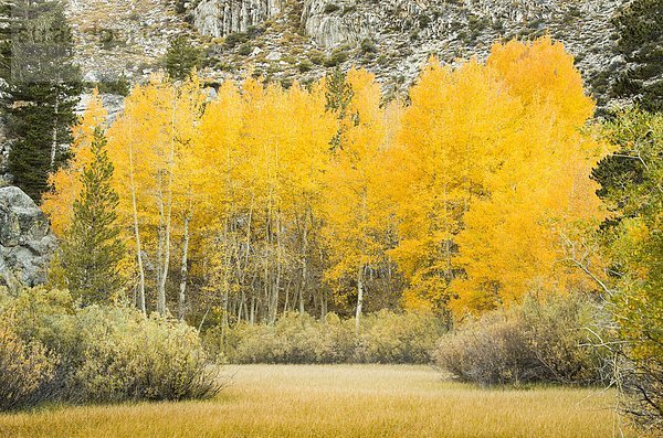 Espe  Populus tremula  Baum  Bach  Wiese  vorwärts  Kalifornien