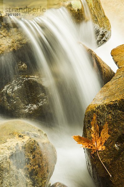 Wasser  Pflanzenblatt  Pflanzenblätter  Blatt  fließen  Yosemite Nationalpark  Kalifornien  Ahorn