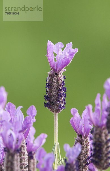 grün  Hintergrund  Lavendel
