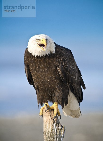 Weißkopfseeadler (Haliaeetus leucocephalus)