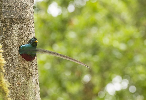 Quetzal  Pharomachrus mocinno  glänzen