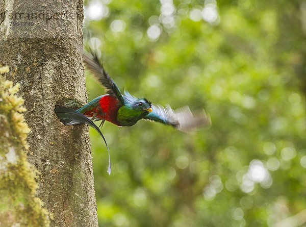 Quetzal  Pharomachrus mocinno  glänzen