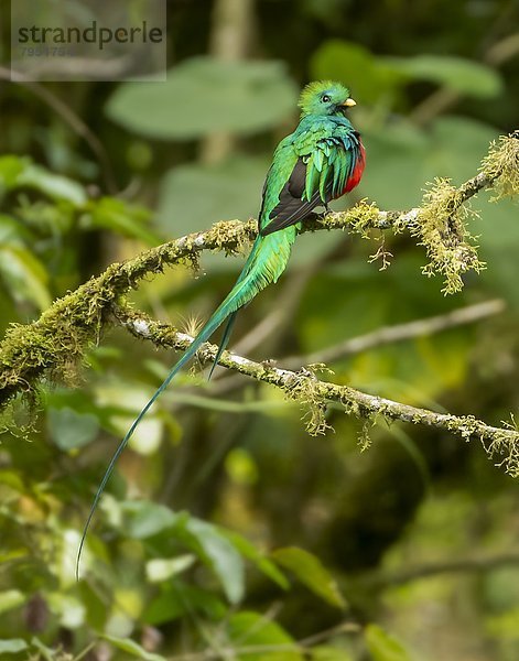 Quetzal  Pharomachrus mocinno  glänzen