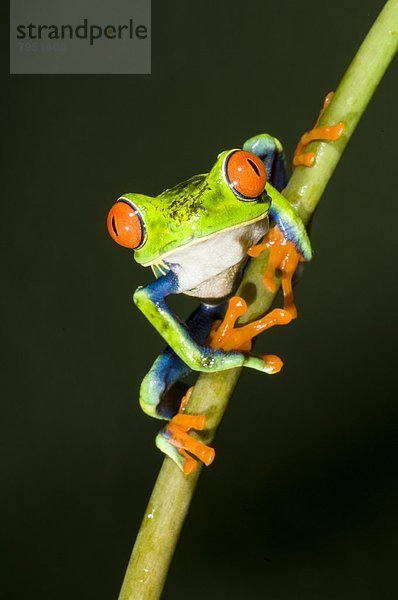 Red-eyed Tree Frosch (Agalychnis Callidryas)