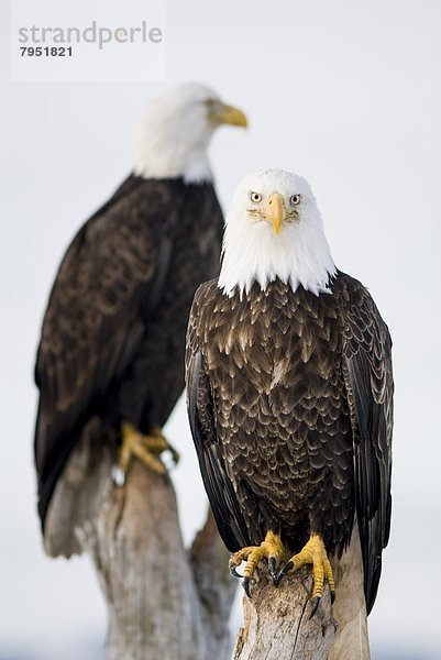 Weißkopfseeadler (Haliaeetus leucocephalus)