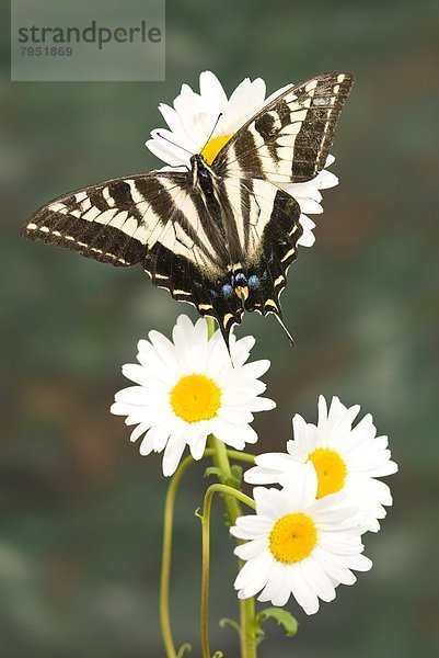 Schwalbenschwanz  Papilio machaon  Schmetterling  Helligkeit  blass