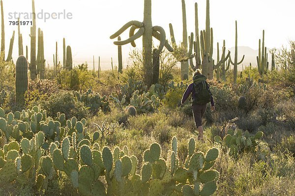 Gegenlicht  Frau  Sonnenuntergang  Nostalgie  wandern  Arizona  Saguaro  Kaktus  Tucson