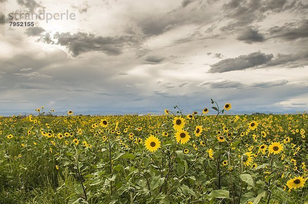 Einkaufszentrum  nahe  Wolke  Sturm  Tal  Sonnenblume  helianthus annuus  Colorado