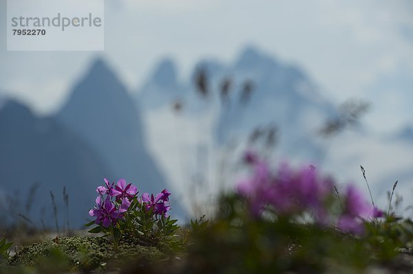 Wildblume  Gletscher