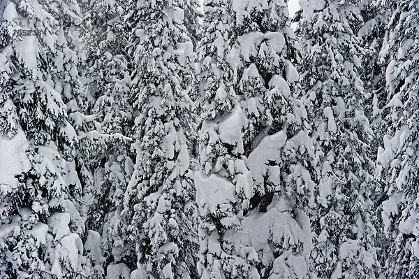 Baum  Schnee  unbewohnte  entlegene Gegend