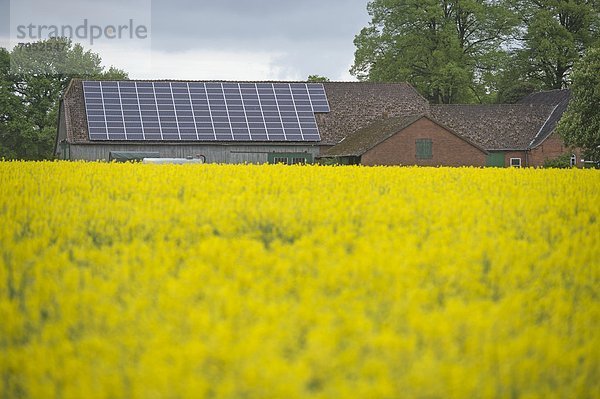 Bauernhaus Feld anpflanzen Biotreibstoff Sonnenenergie Raps Brassica napus alt Stärke