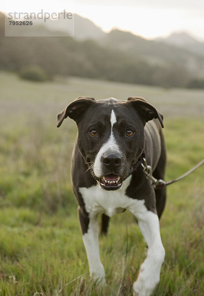 Hund Feld Kalifornien Malibu