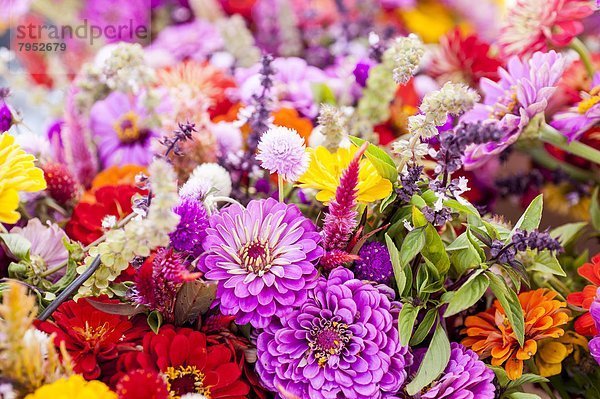 zeigen  Frische  Blume  Sommer  schneiden  Bauer  Markt