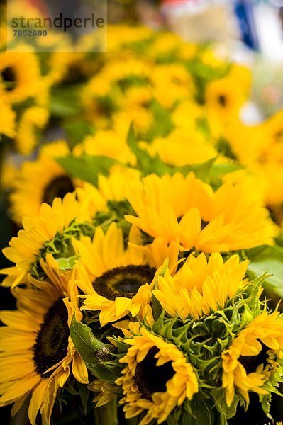 zeigen  Frische  schneiden  Sonnenblume  helianthus annuus  Markt