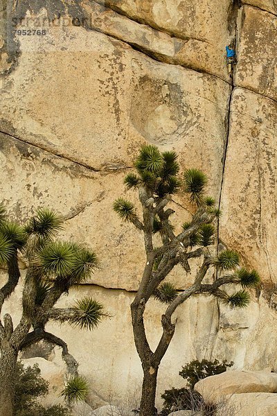 überqueren  Baum  Jacke  5  blau  Klettern  Kleidung  Joshua Tree  Yucca brevifolia  7  sieben  Kalifornien  Kreuz