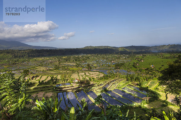 Indonesien  Blick auf Reisfelder am Berg Abang