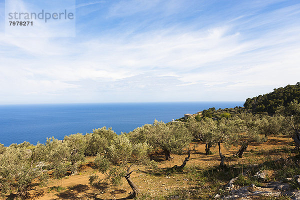 Spain  Mallorca  Olive trees in Valldemossa at Balearic Islands