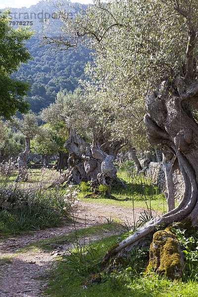 Spanien  Mallorca  Olivenbäume in Valldemossa auf den Balearen