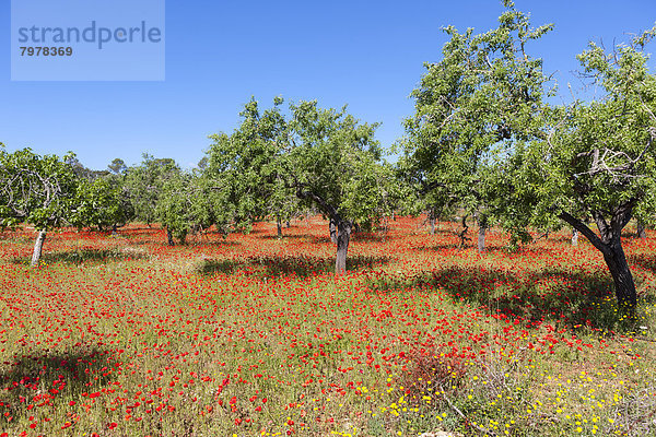 Spanien  Mallorca  Blick auf Mandelbäume und blühenden Mohn