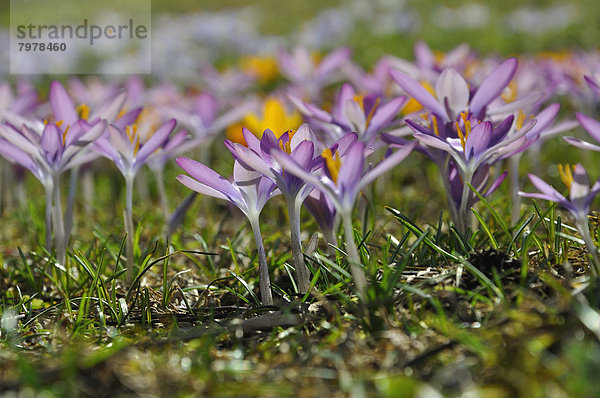 Germany  Bavaria  Field of violet crocus  close up