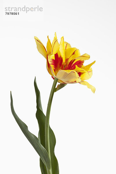 Yellow and red tulip flower against white background  close up