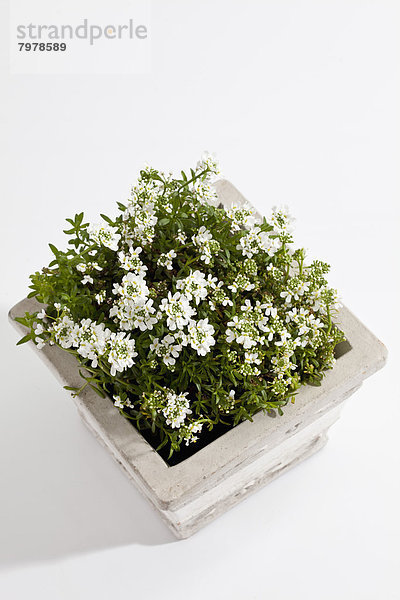 Potted plant of iberis flowers on white background  close up