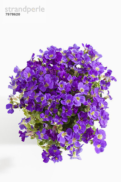 Bunch of Aubrieta flowers against white background  close up