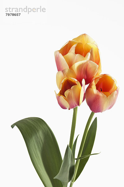 Pink and yellow tulip flowers against white background  close up