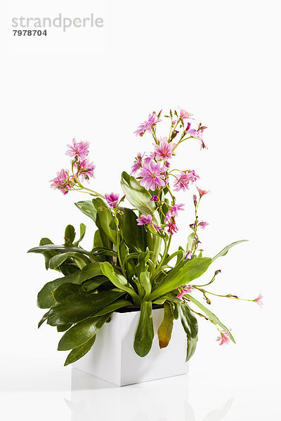 Potted plant of Lewisia flower on white background  close up