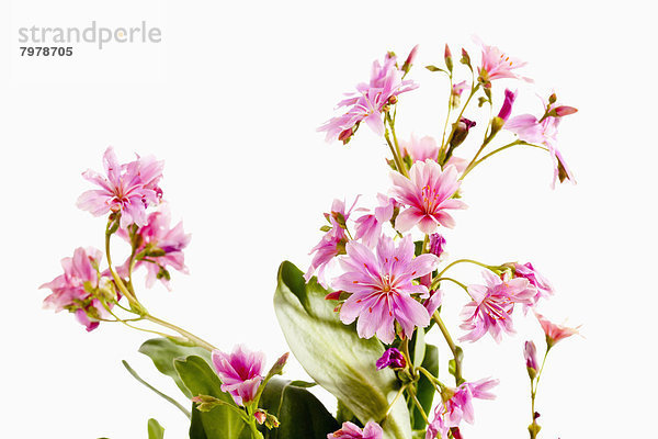 Lewisia flowers against white background  close up