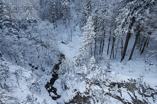 Deutschland  Bayern  verschneiter Nadelwald