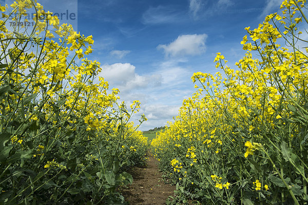 Deutschland  Baden Württemberg  Blick auf Schotterpiste zwischen Rapsfeld