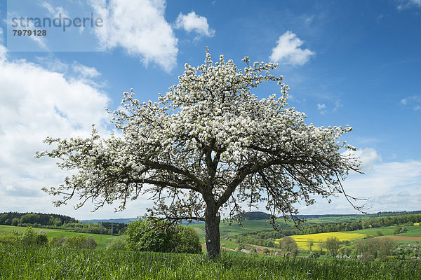 Germany  Baden Wuerttemberg  View of meadow with scattered flowing plum trees in spring