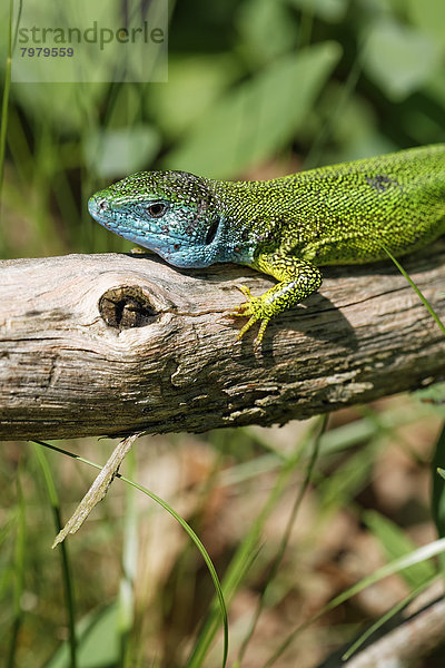 Austria  Western Green Lizard in Thayatal National Park