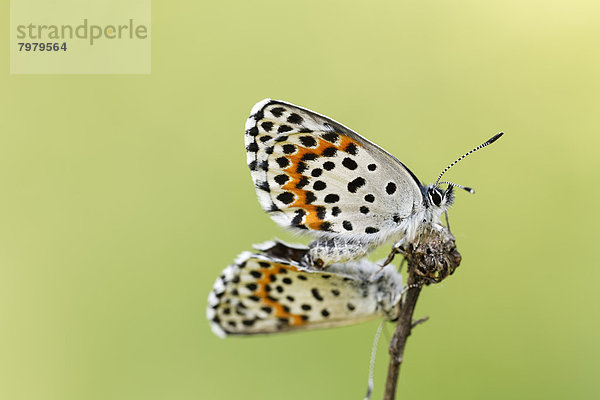 Austria  Butterflies mating