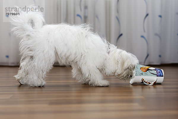 Österreich  Malteser Hund spielt mit Kaffeetasse im Wohnzimmer