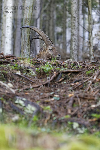 Austria  Styria  Alpine ibex in Gesaeuse National Park