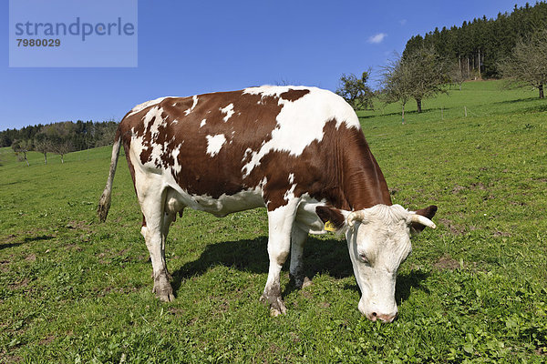 Deutschland  Baden Württemberg  Kuh im Schwarzwald Weidegras