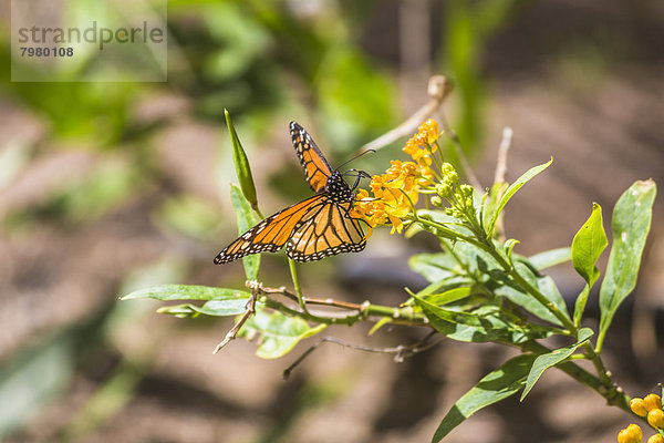 Spanien  Las Palmas  Monarch Schmetterling fliegt auf Pflanze  Nahaufnahme