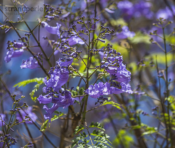 Spanien  Las Palmas  Jacaranda mimosifolia Nahaufnahme